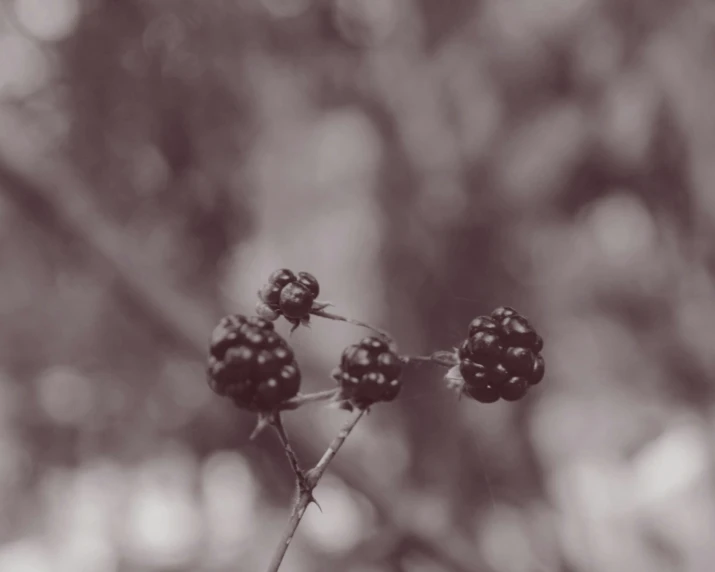 the berries on the plant are very dark