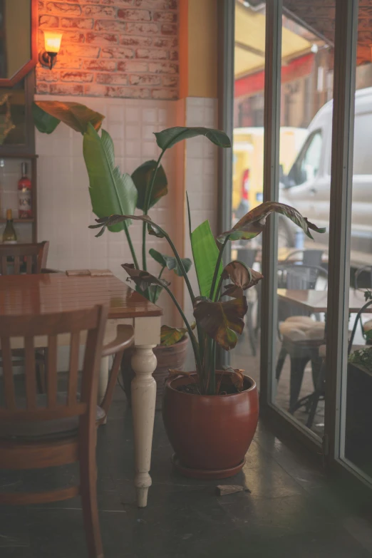 a potted plant sitting in front of a window