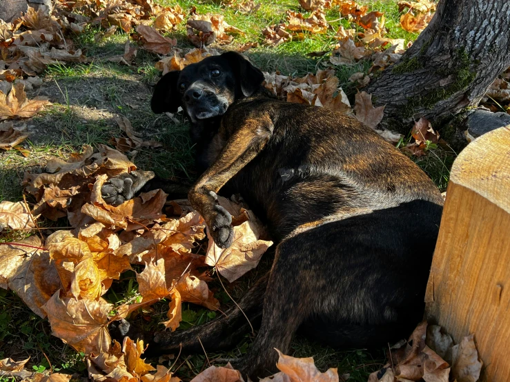 a dog is laying on leaves near a tree