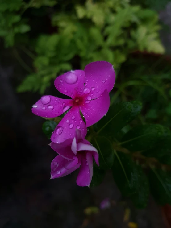 this is purple flower with water drops on it