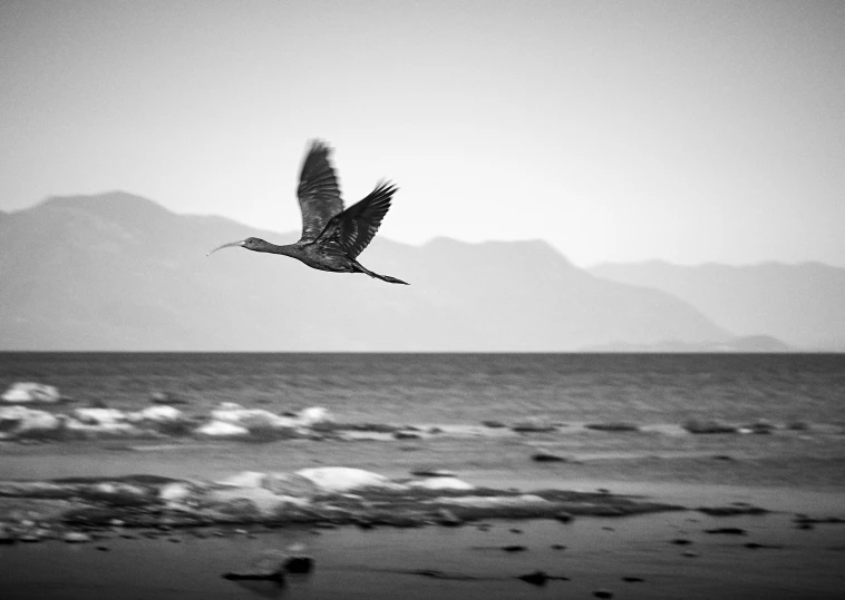 a bird is flying in the sky over the beach