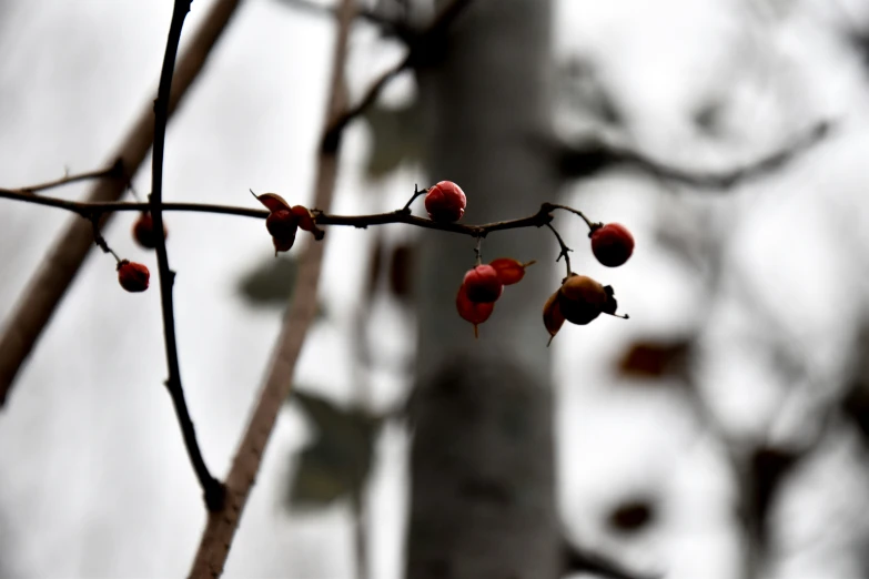 the tree nches have berries growing on them