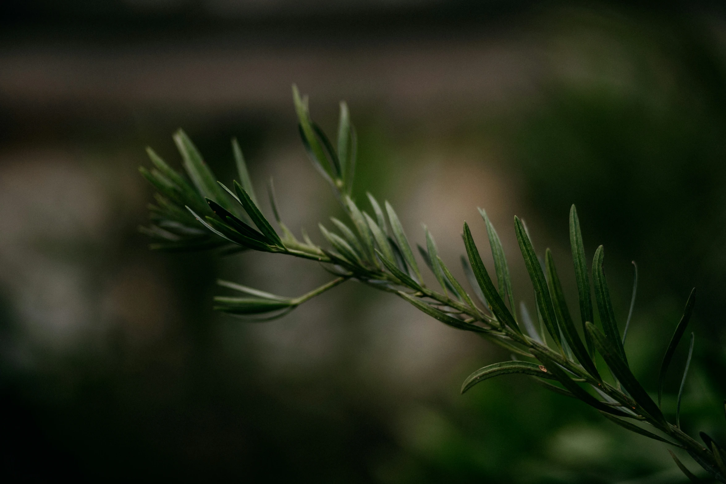 a green nch with long leaves in a close up s