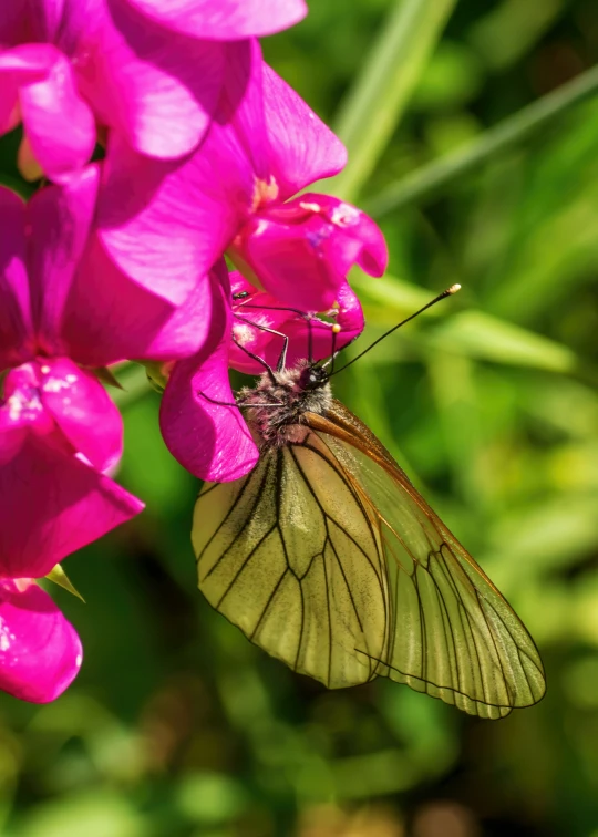 a large erfly sitting on some purple flowers