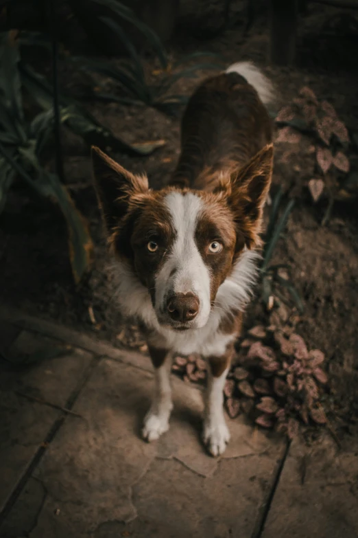 a dog looks up while standing on the side walk