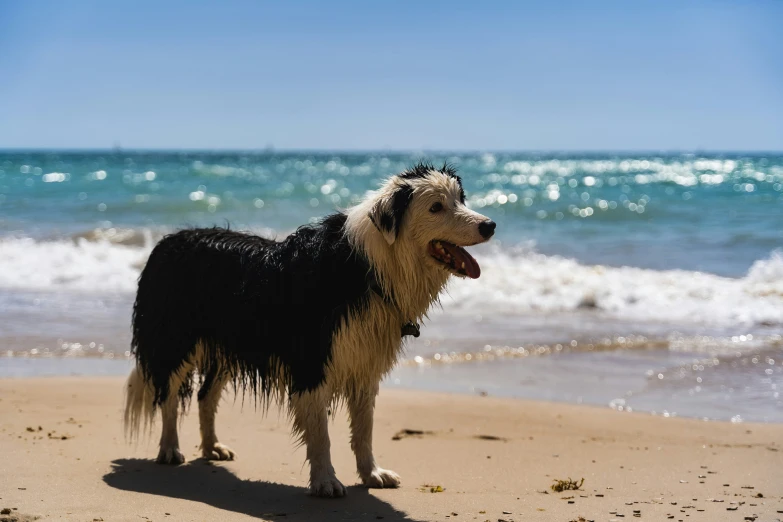 a hairy dog standing in the sand on the beach