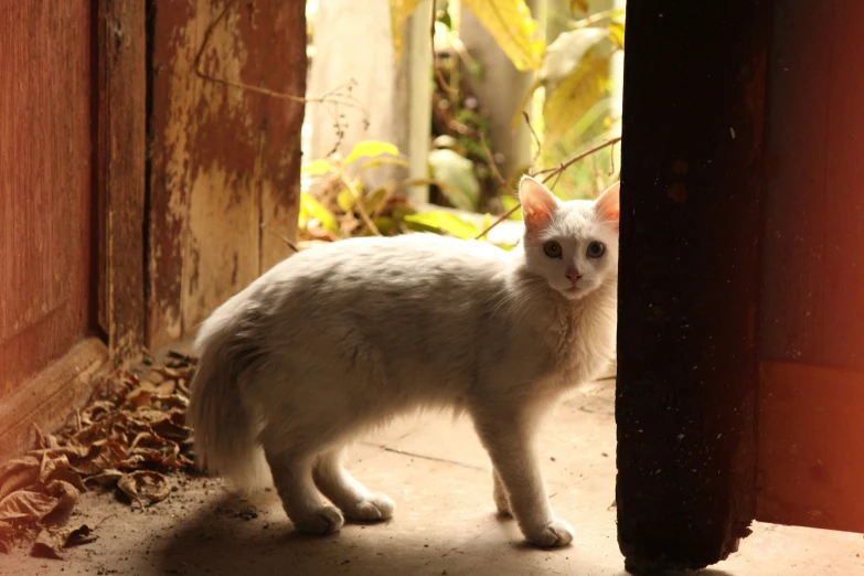 a white cat is standing outside and waiting