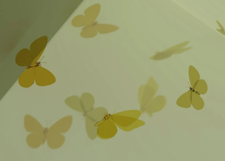 a close up of three erflies in shadow