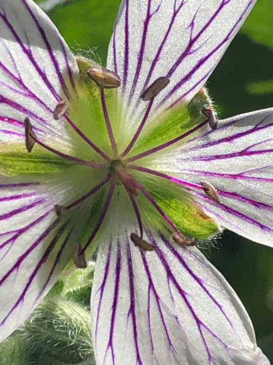 a purple and white striped flower growing in the ground