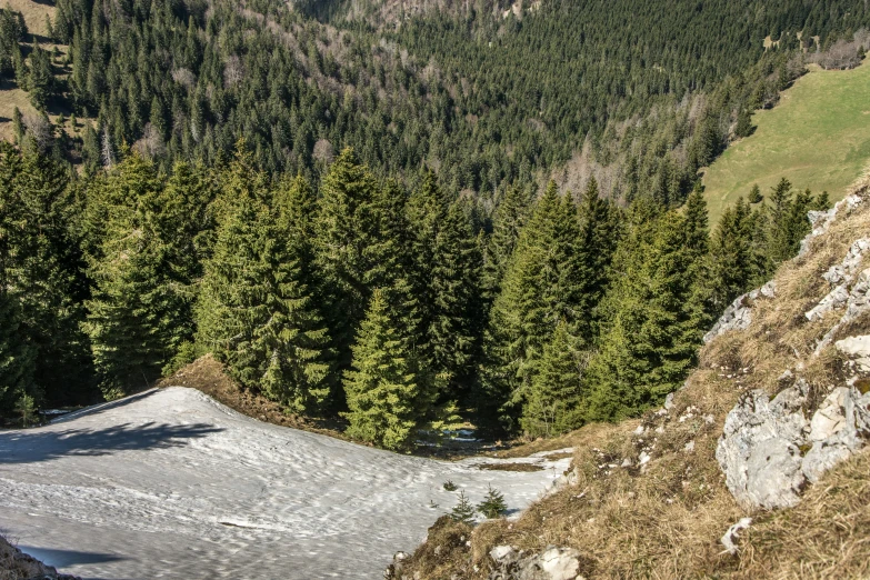 a snowboarder on the slope with trees in the background