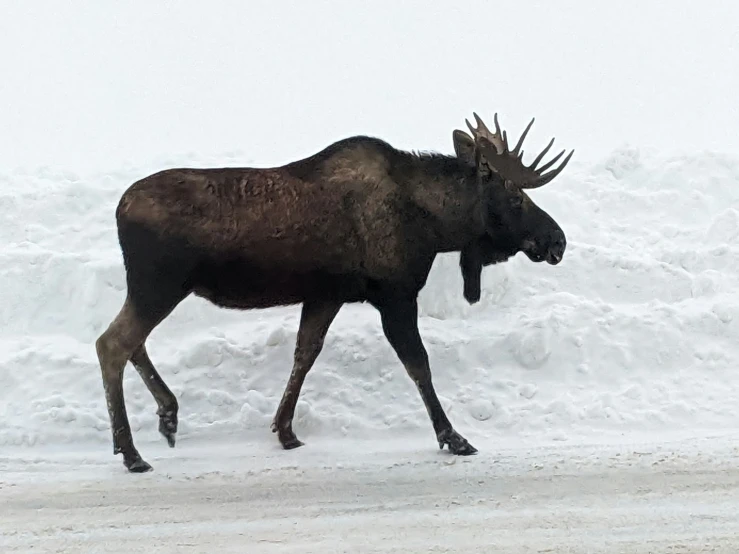 two large moose walking next to each other in snow