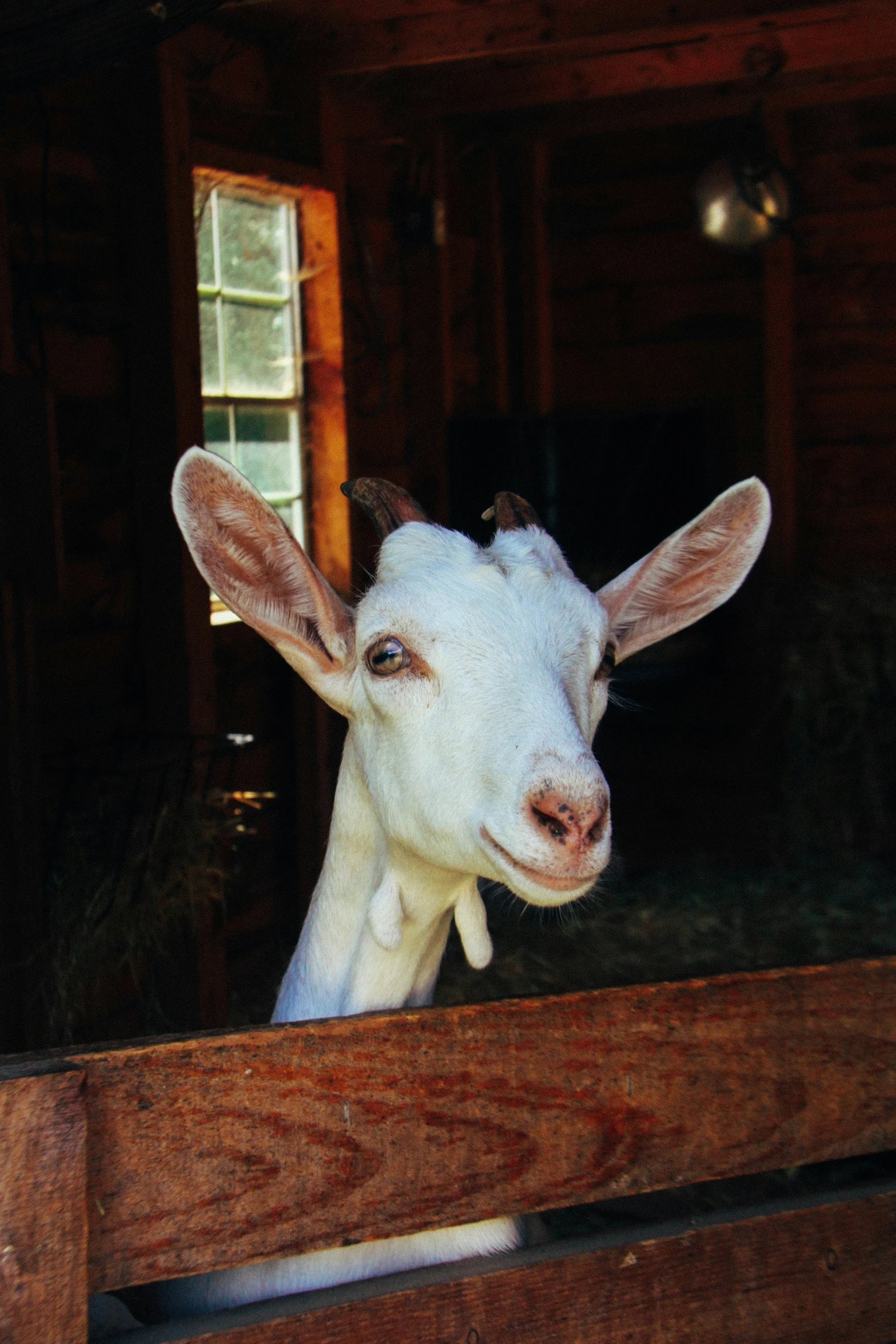 an animal with very long horns and a large brown ear