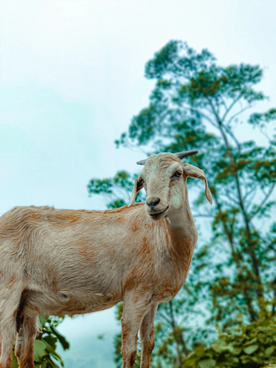 a goat with very long horns is standing in a field