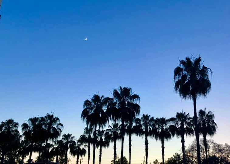 silhouettes of palm trees on the grass at night