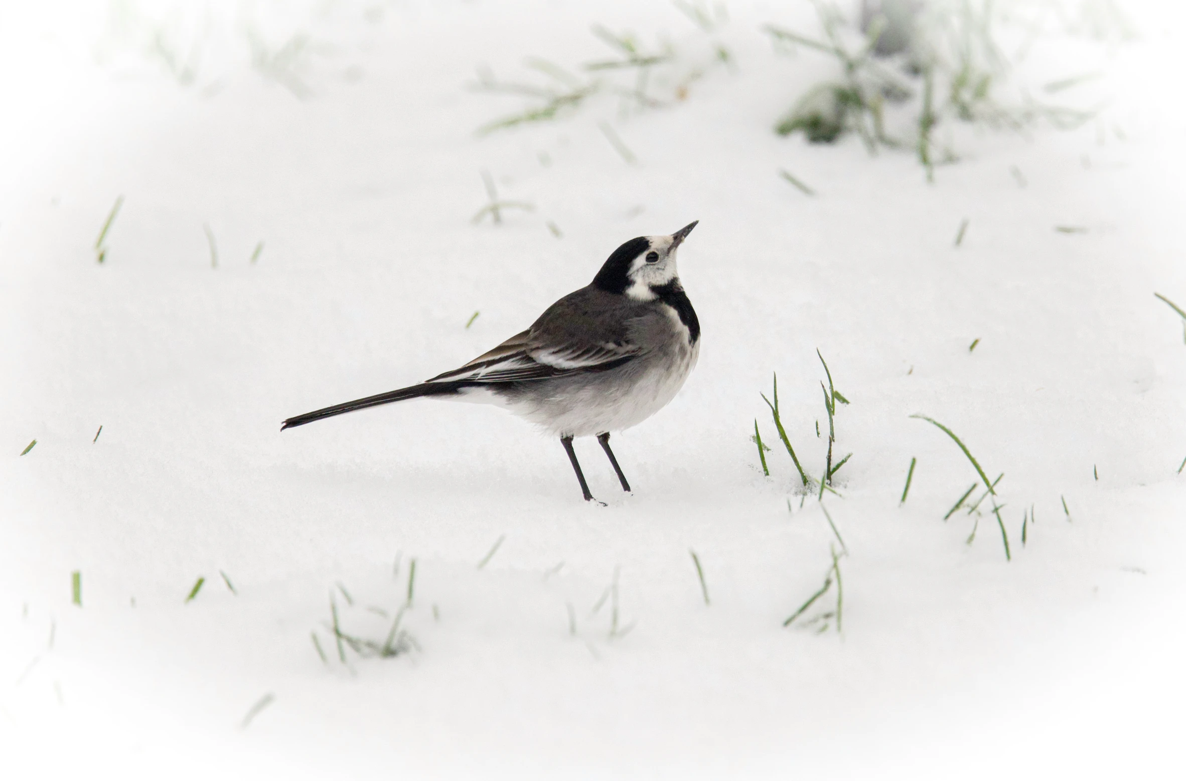 a bird is standing on the snow and grass