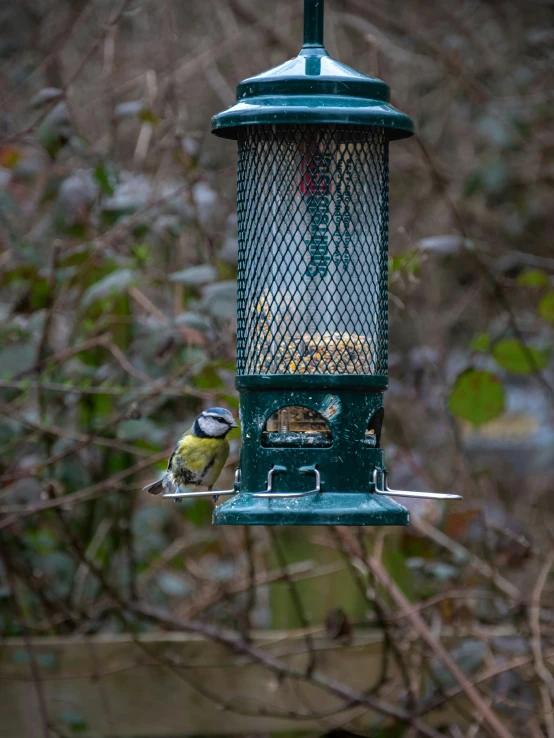 a bird feeder hanging from a nch with other birds around