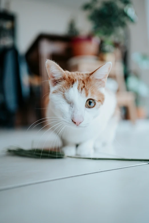 a orange and white cat sitting on the ground