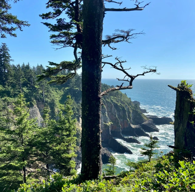 view of a beautiful cliff surrounded by trees and the ocean