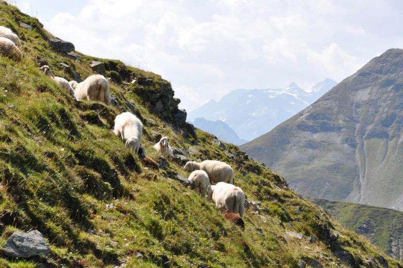 several sheep climb a hill side near some mountains