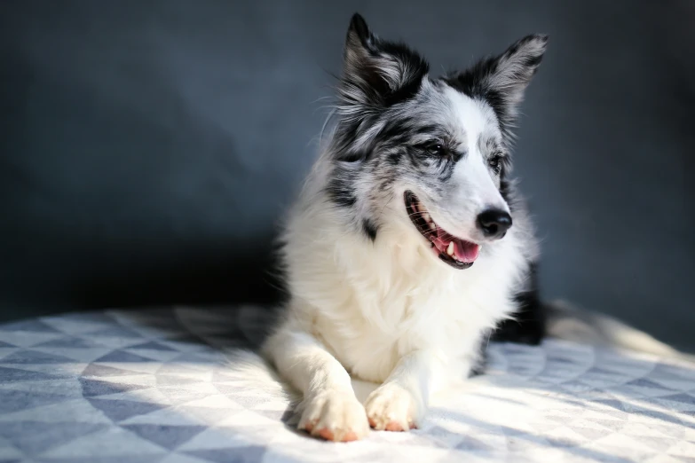 a dog with white and black fur sitting on a couch