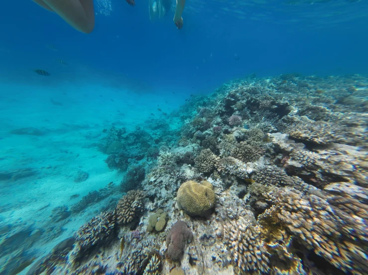 the scuba is enjoying swimming over the reef