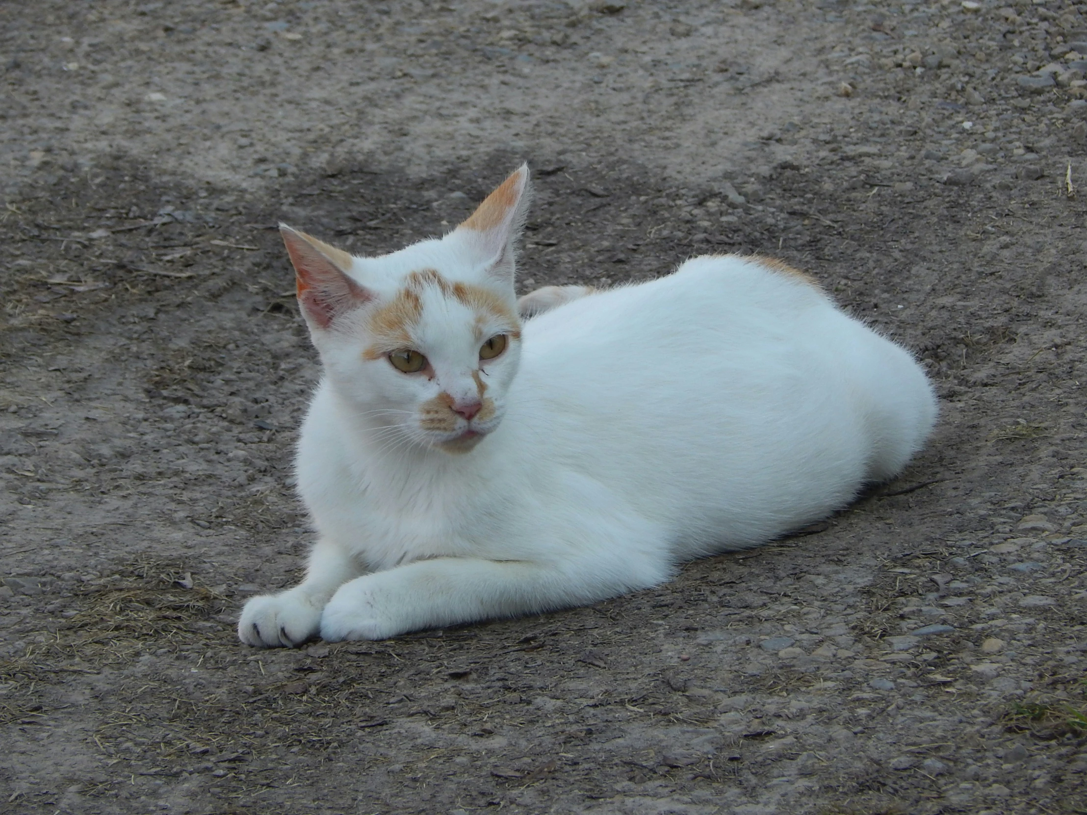 a white and brown cat is laying on the ground