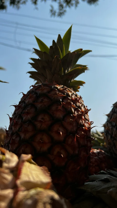 some pineapples growing in a tree under blue sky