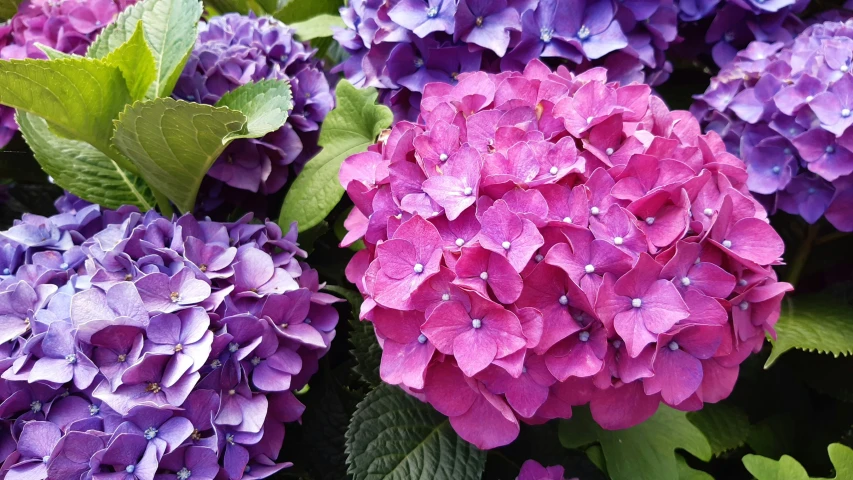 closeup of purple hydrangeas with green leaves