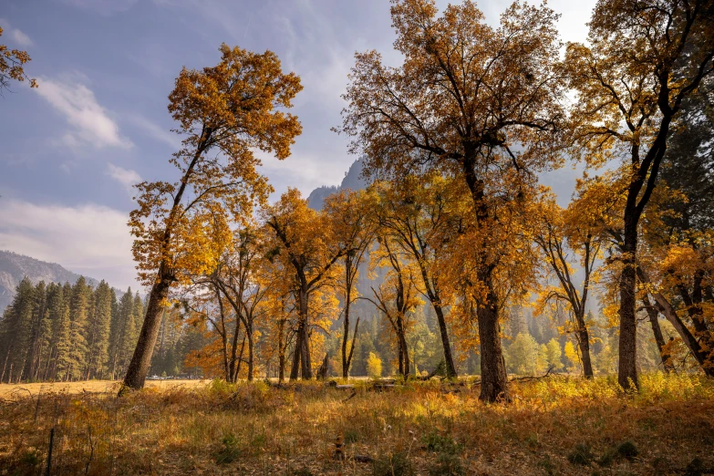 an array of autumn leaves are on trees with mountain in background