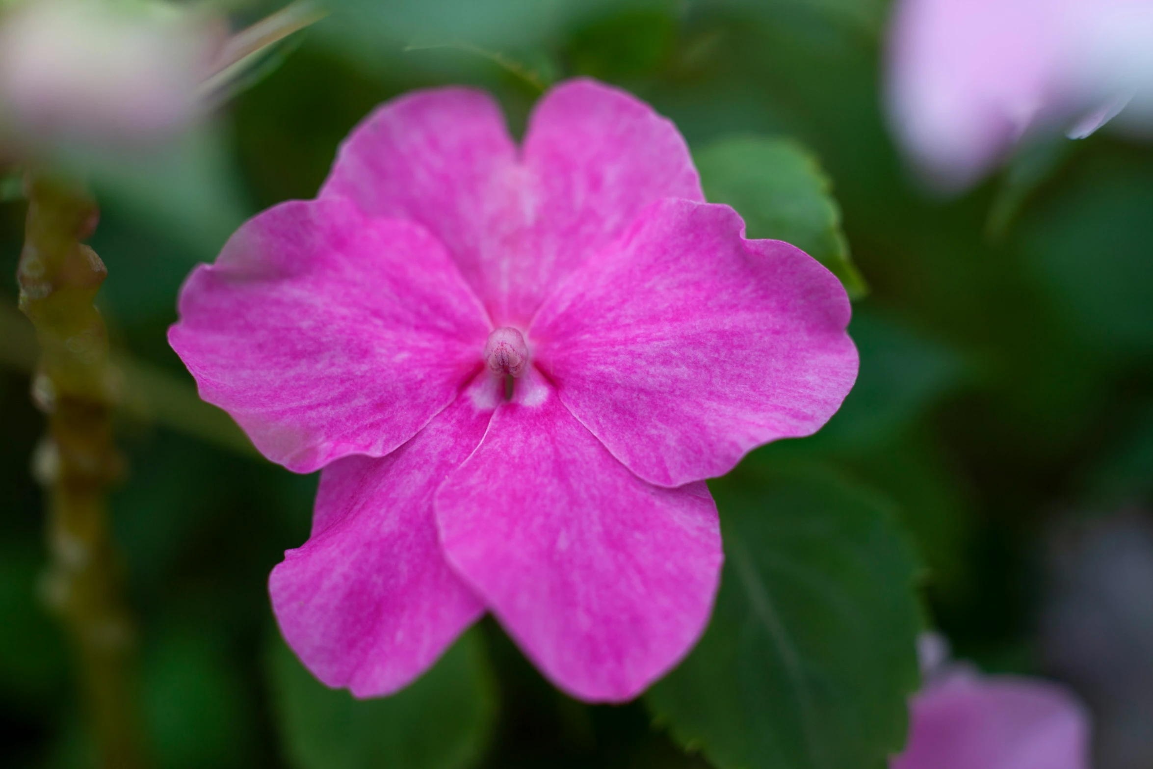 a close up view of a flower with a green background