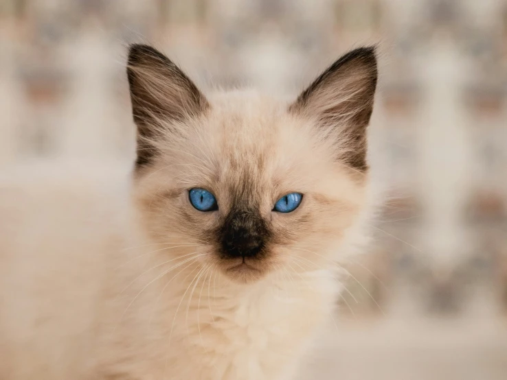 there is a cat with blue eyes standing alone