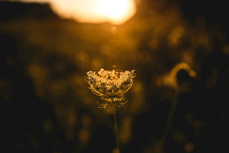 a dry thistle plant with a setting sun in the background