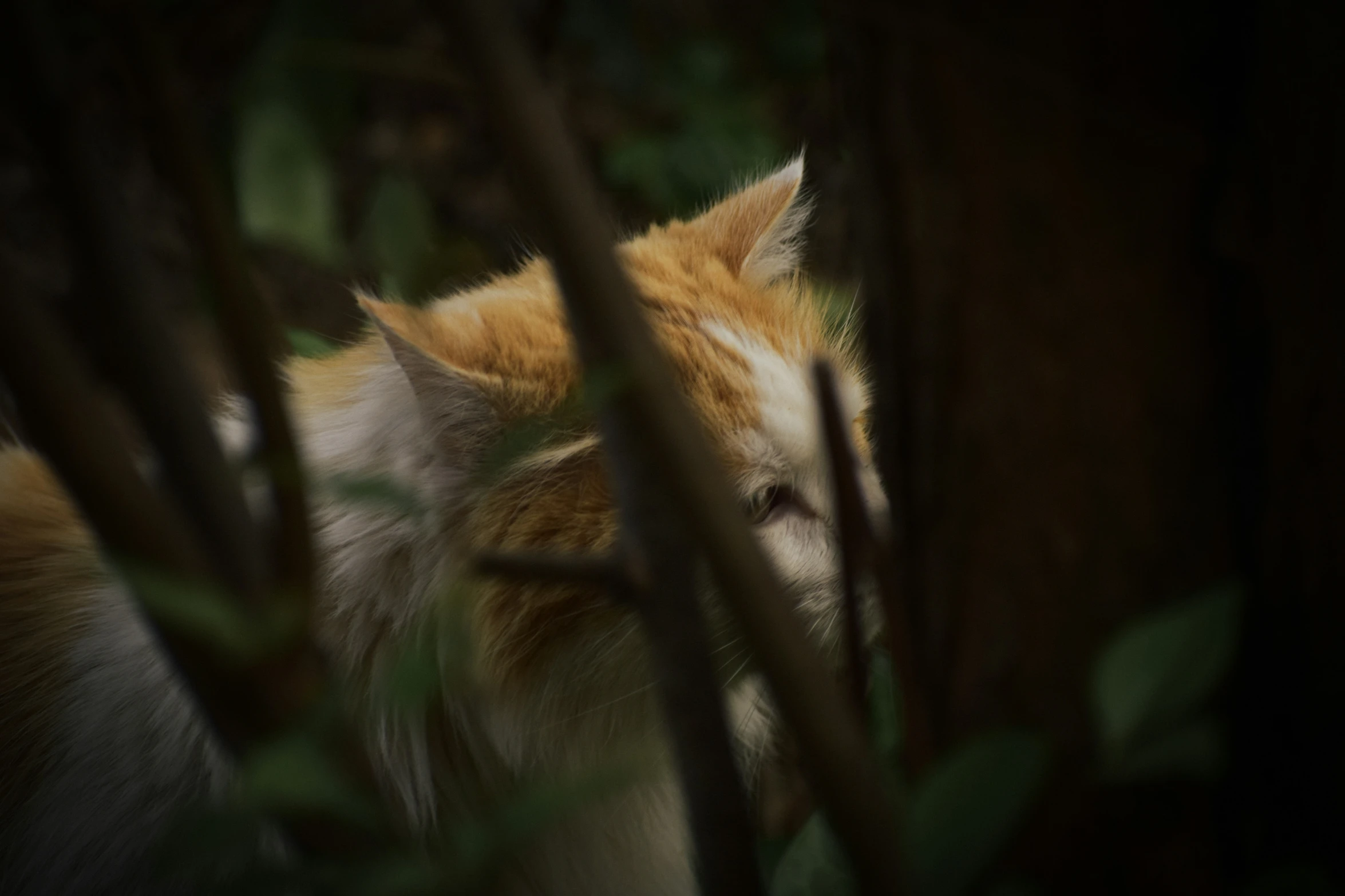 an orange and white wolf peering around through the trees