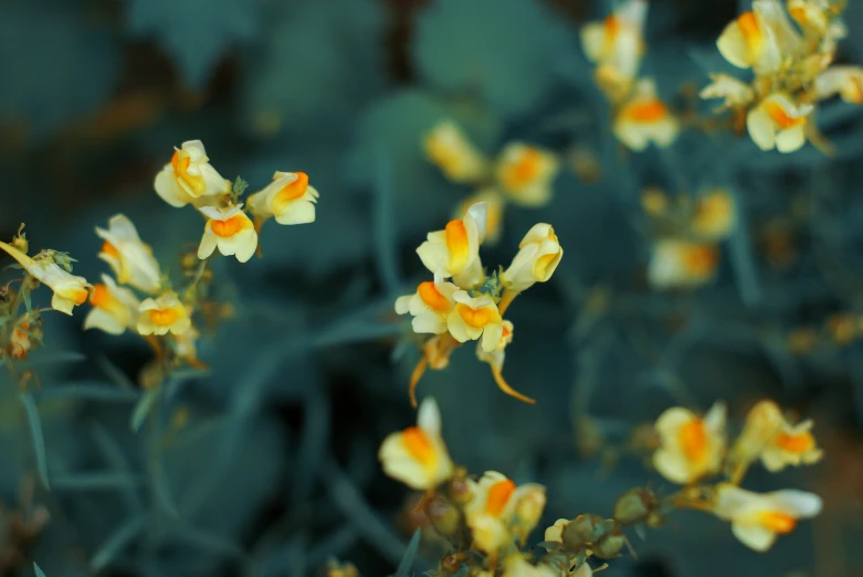 small yellow flowers are displayed in a green vase