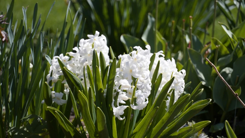 some white flowers growing in a field by the grass