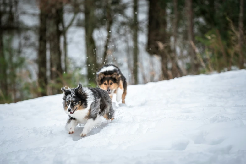 two dogs are walking through the snow near some trees