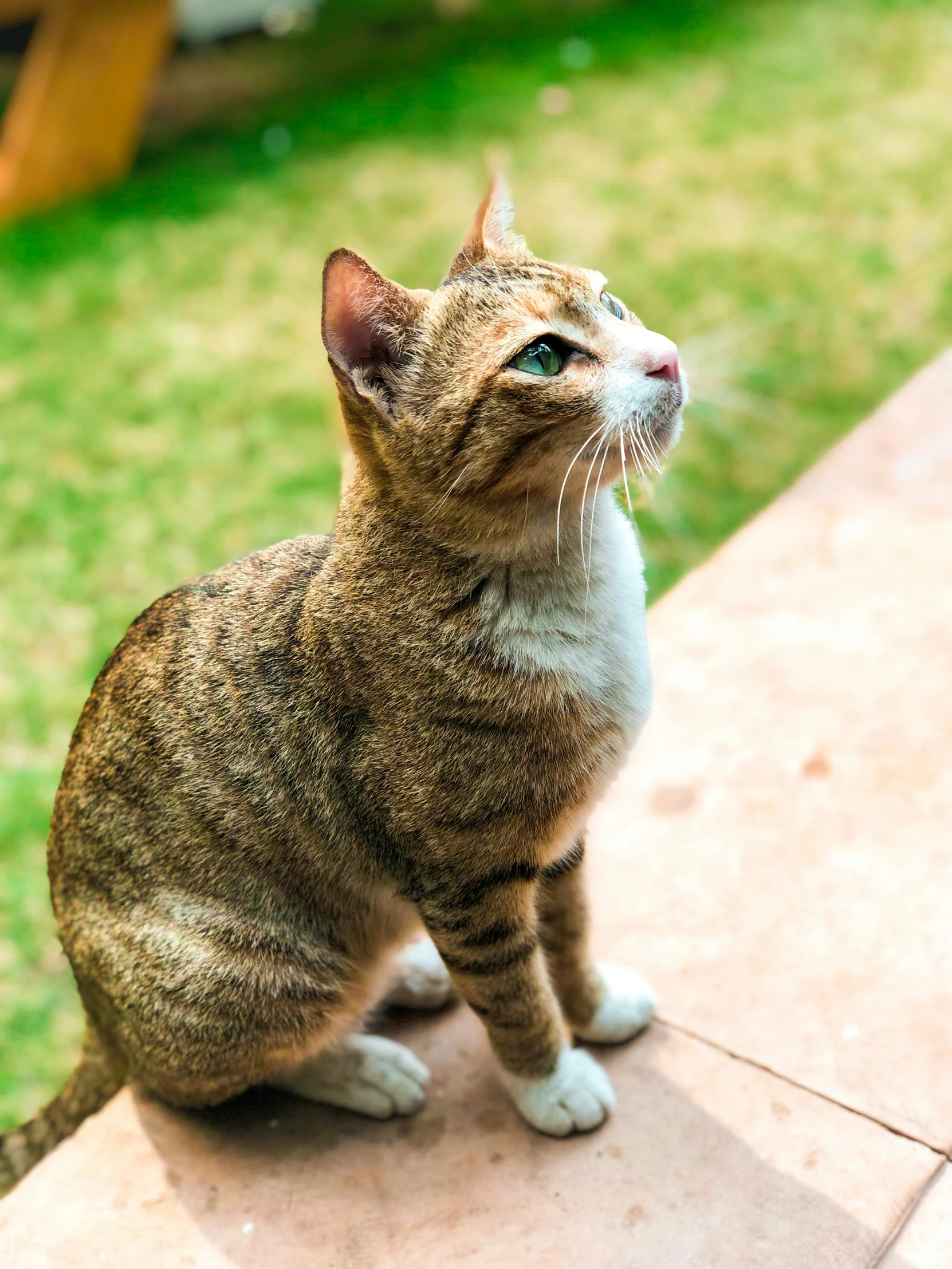 a cat that is standing up on the ground