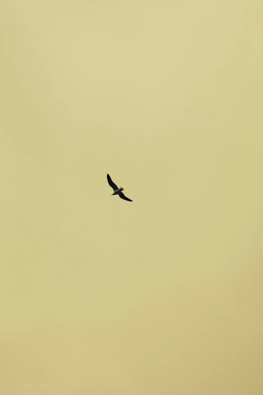 there is a small bird flying in the sky