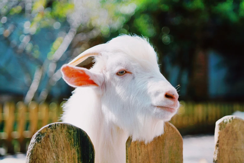 a small goat sticking its head over a wooden fence