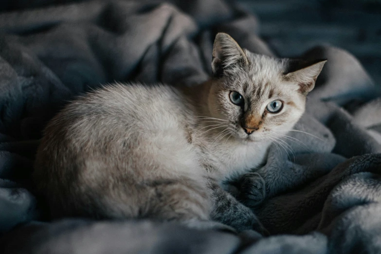 a cat sitting on top of a blanket in a dark room