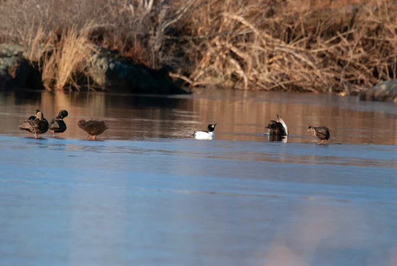 birds sit on top of the body of water