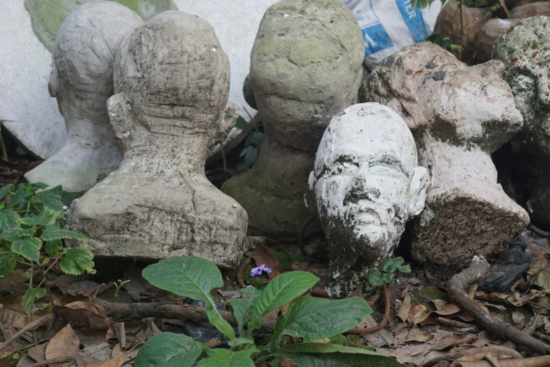 a group of rocks sitting in the ground next to leaves