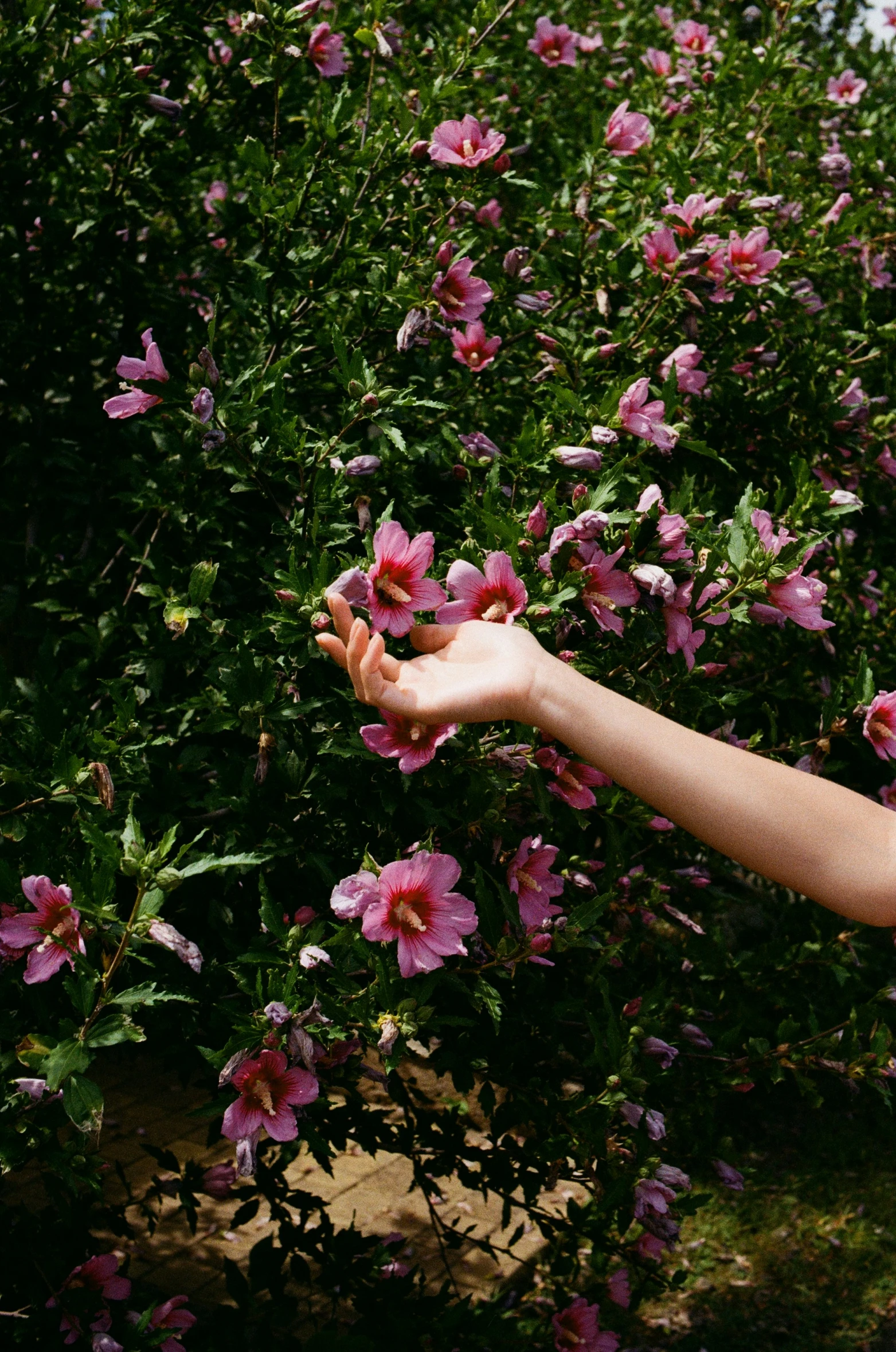 a person holds out their hand to touch a flower