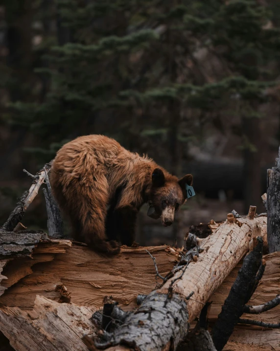 a large brown bear standing on a tree stump in front of trees