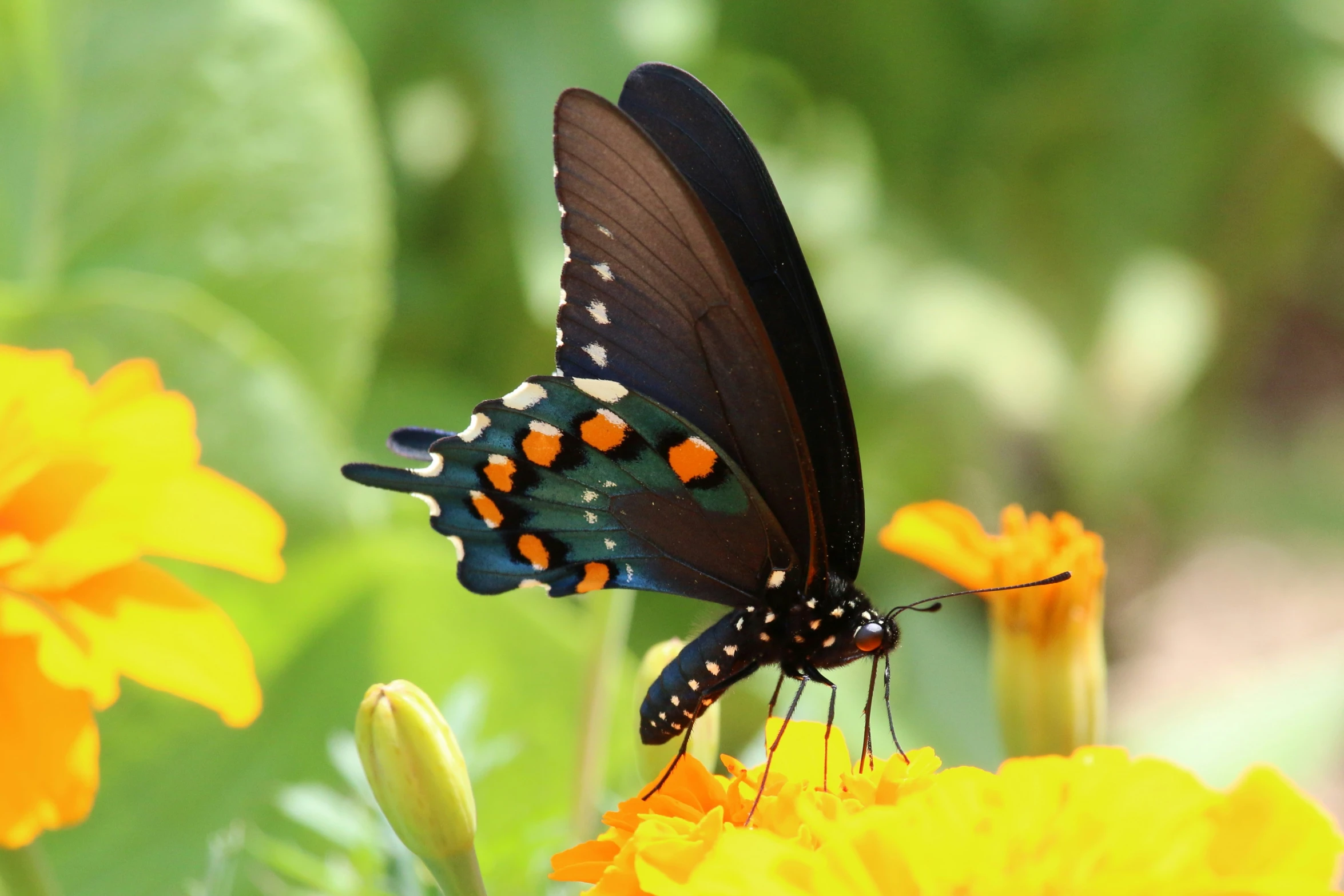 the colorful erflies are sitting on the yellow flower