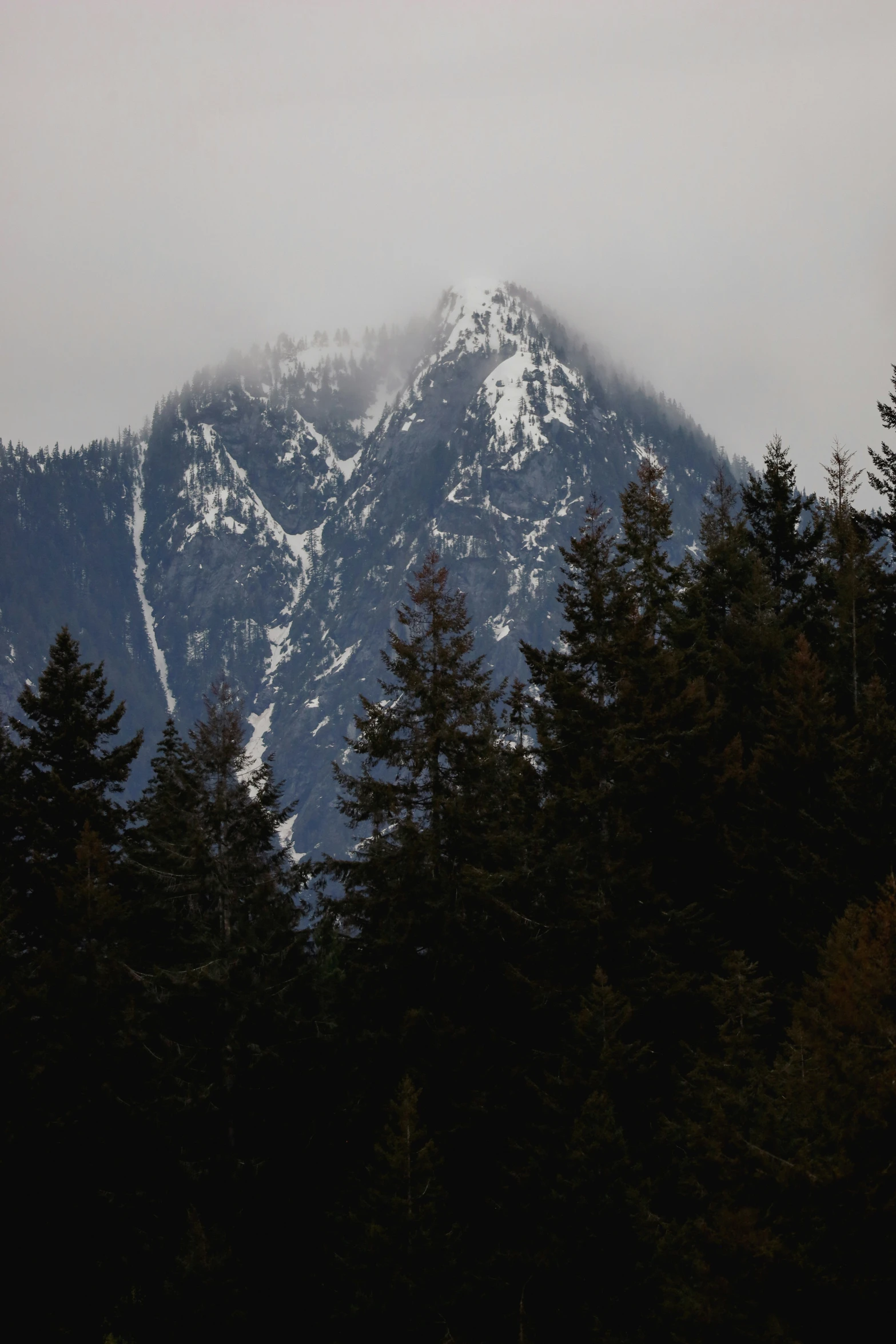 the clouds can be seen over the mountains from near evergreen trees