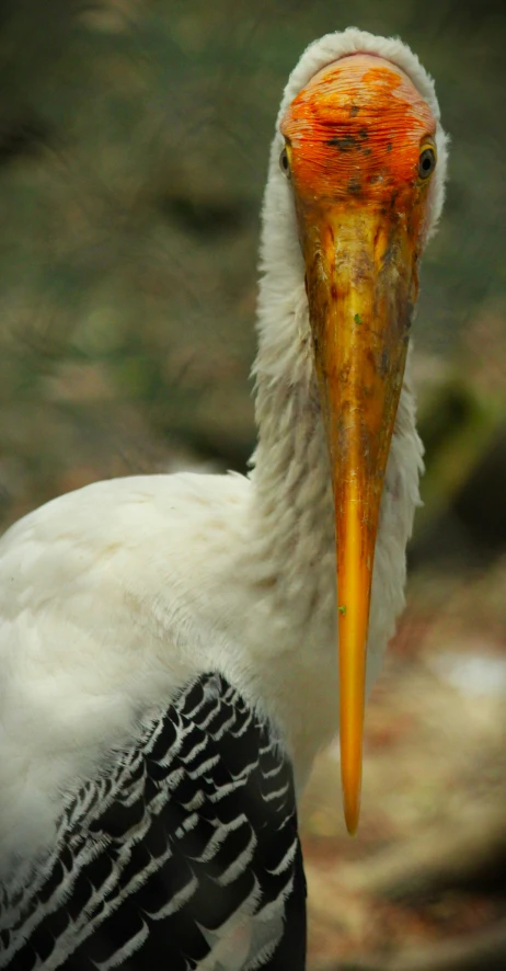 a white and black bird with an orange beak