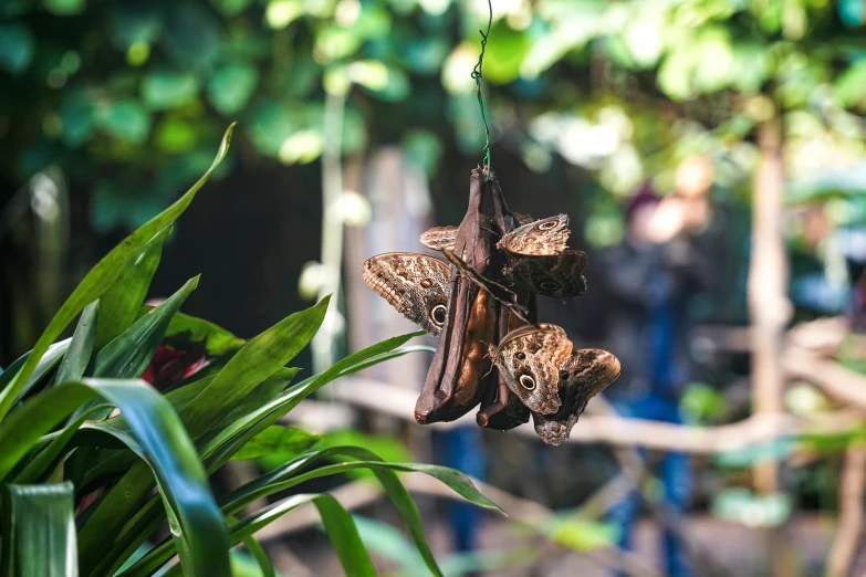 a erfly with a few small birds inside of it