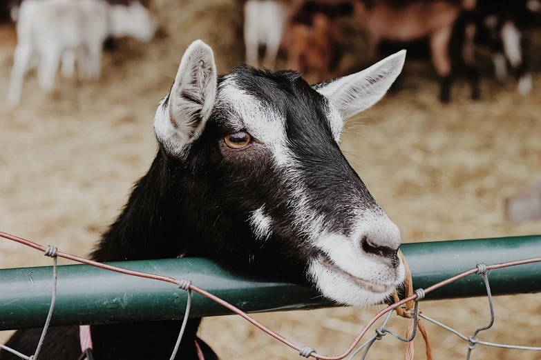 there is a goat that looks like it has painted on its face