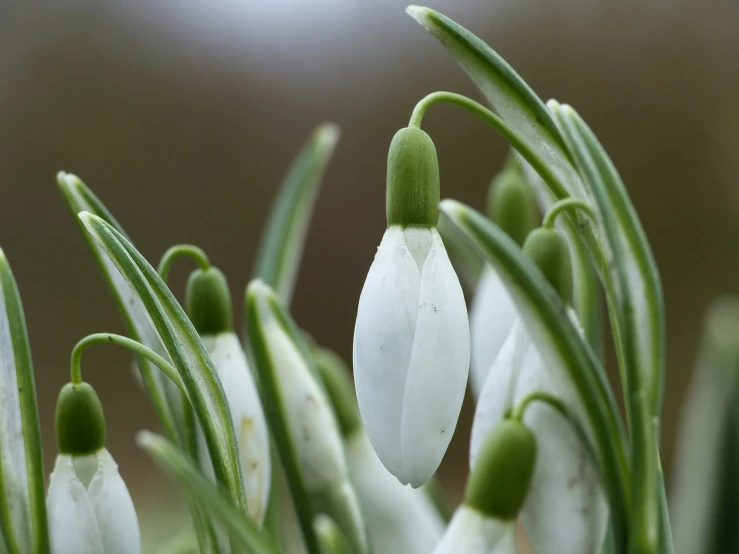 white flowers blooming on the tip of some leaves